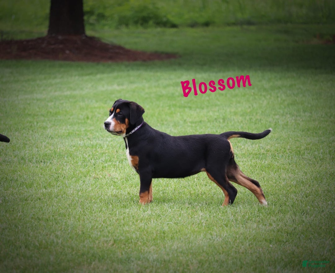 Greater Swiss Mountain Dog dogs for sale: Blossom - Image 4