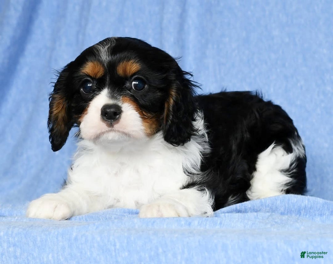 Cavalier King Charles Spaniel dogs for sale: Lenny - Image 1