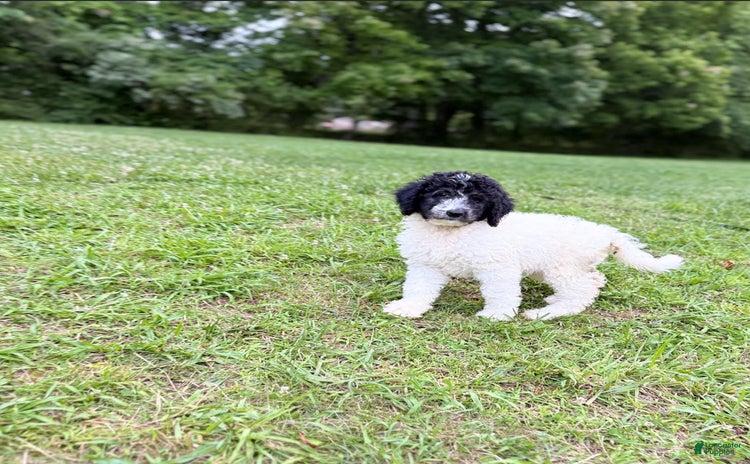 Aussiedoodle dogs - Advert 34