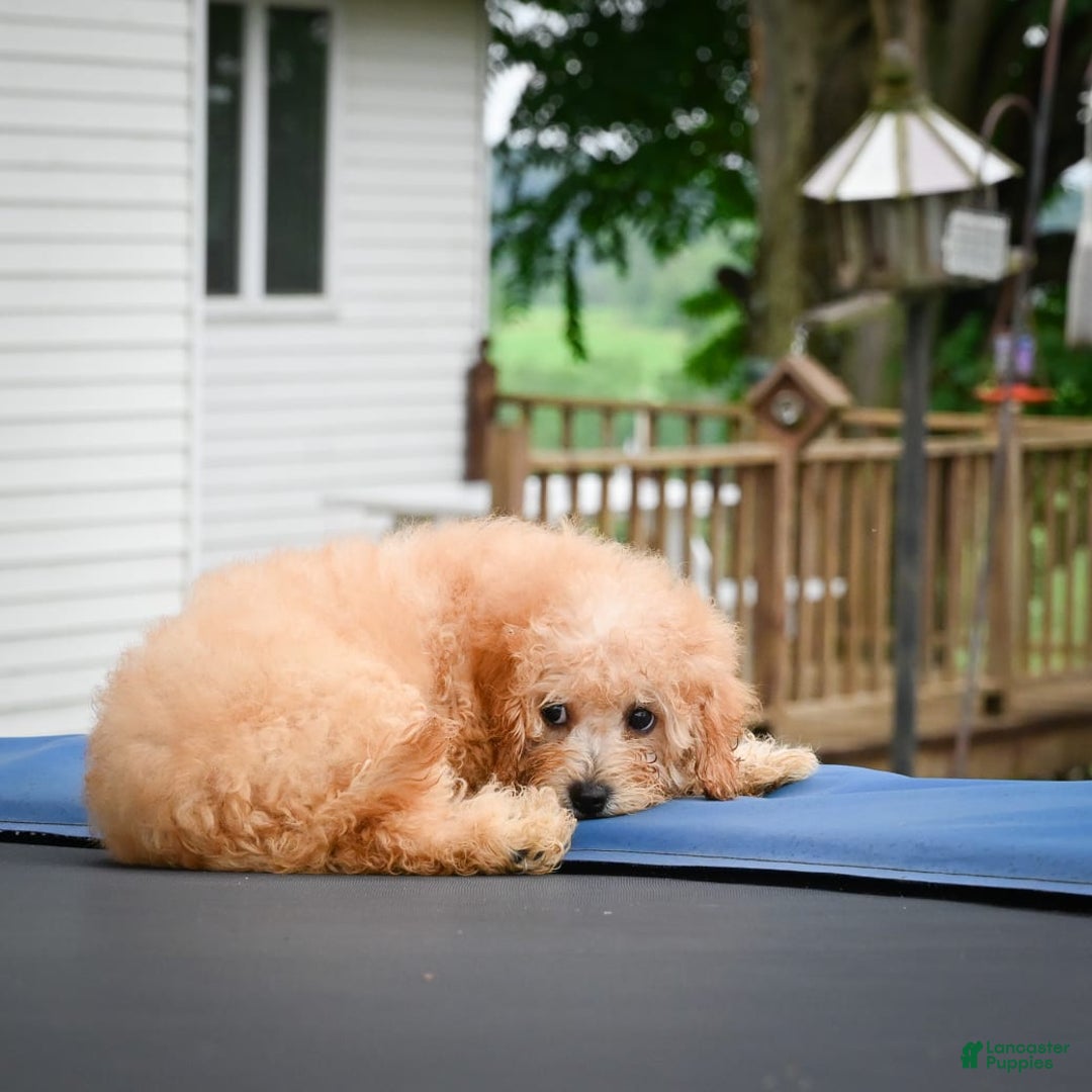 Cavapoo dogs for sale: Clyde - Image 5