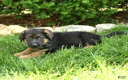 German Shepherd dogs for sale: Mindy - Image 8