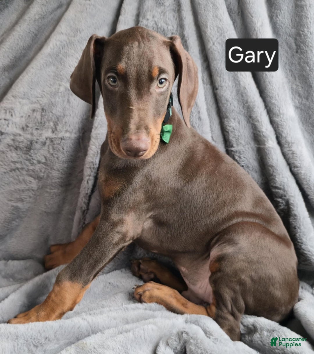 Doberman Pinscher dogs for sale: Gary - Image 6