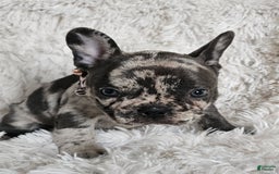 French Bulldog dogs for sale: Catalina - Image 4