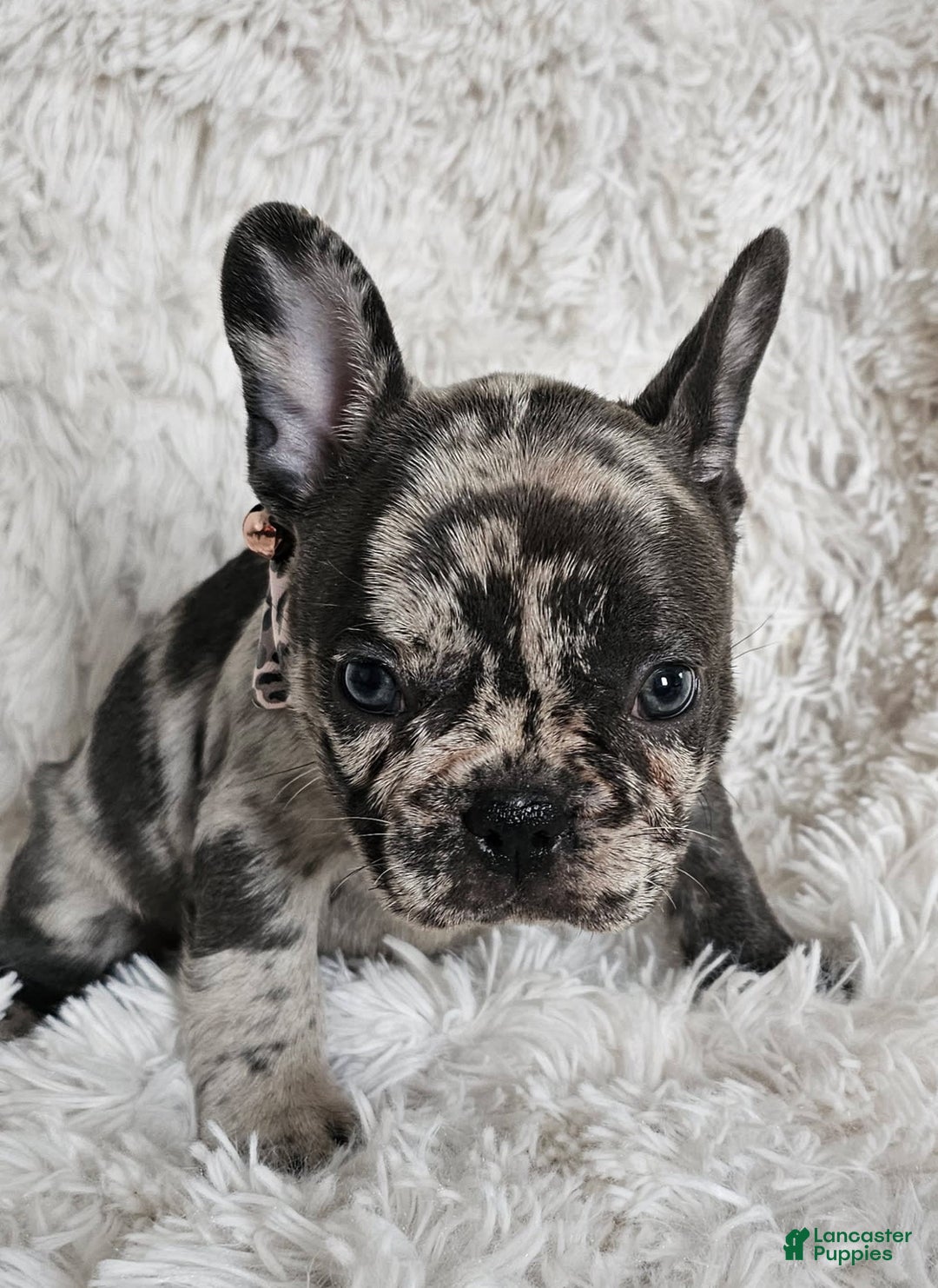French Bulldog dogs for sale: Catalina - Image 4