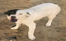 Border Collie dogs for sale: Divvy - Image 6