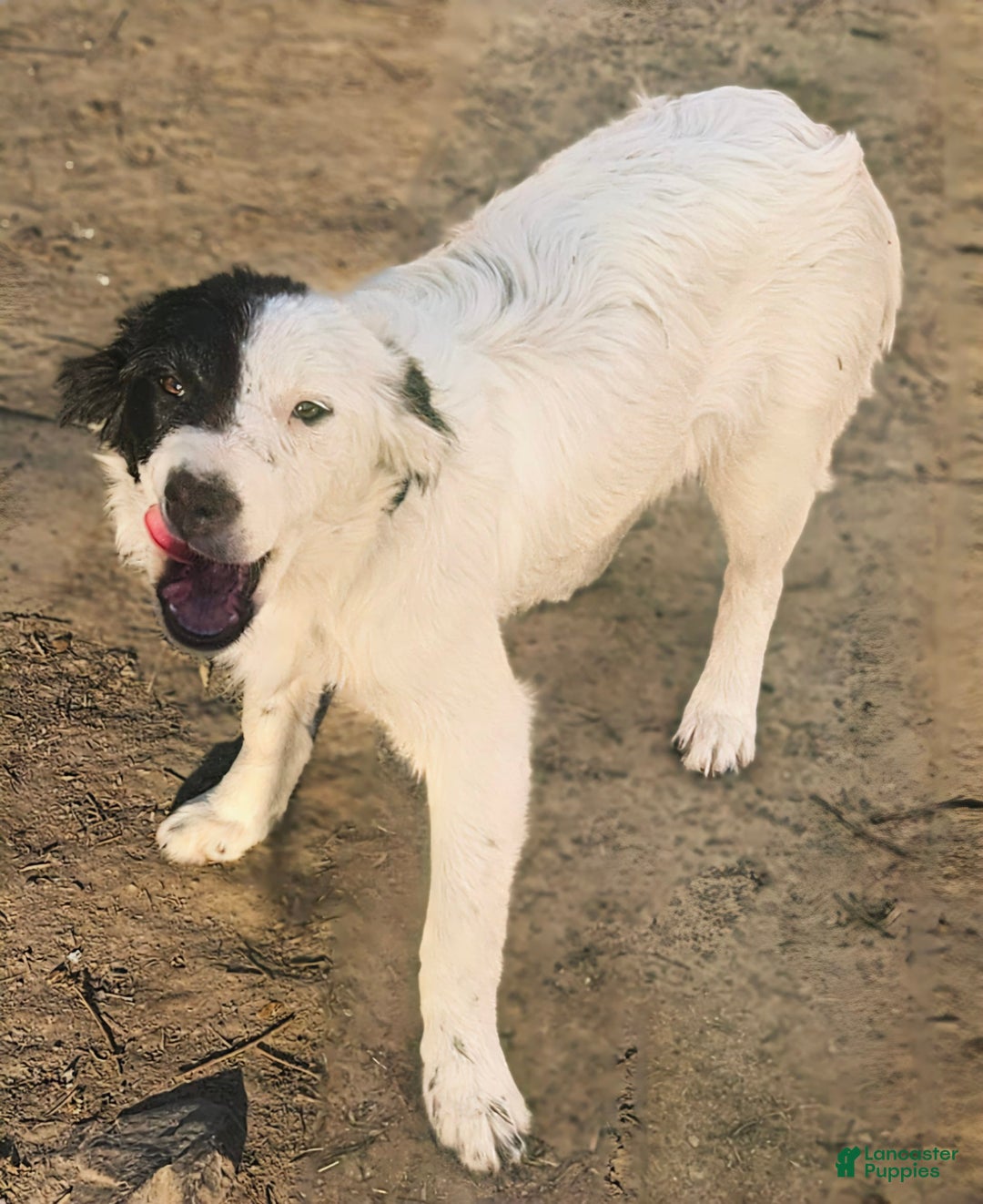 Border Collie dogs for sale: Divvy - Image 6