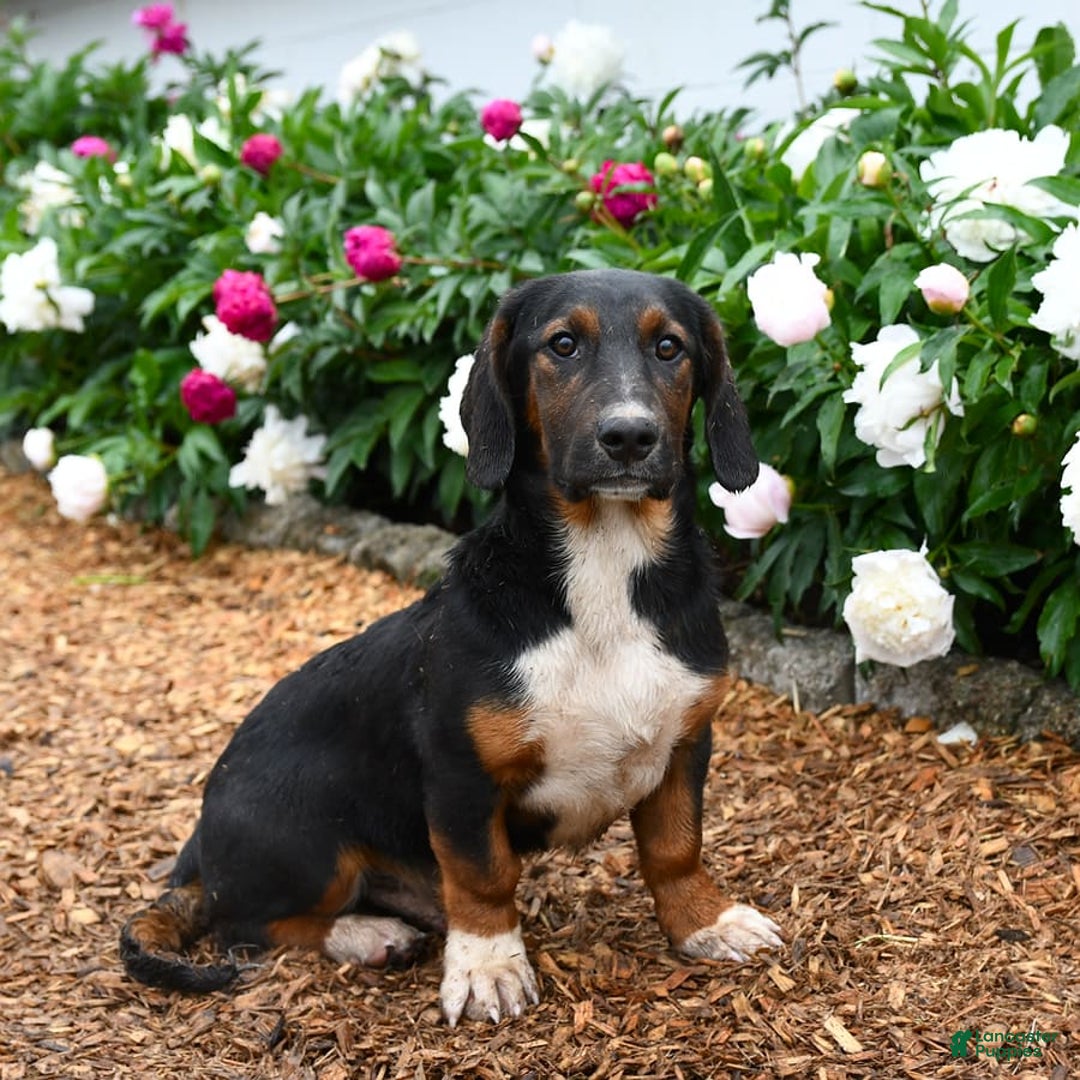 Basset Hound dogs for sale: Bentley - Image 3