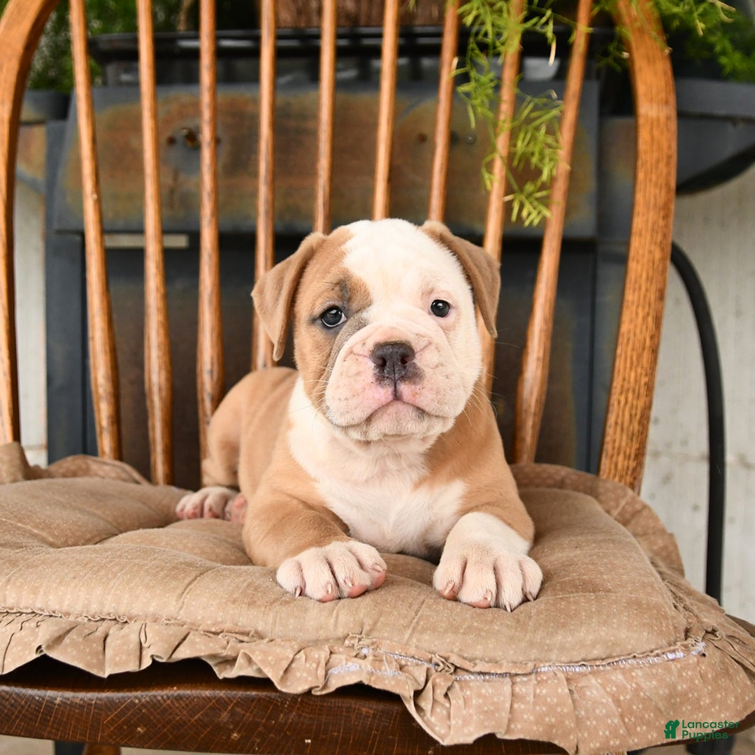 Olde English Bulldogge dogs for sale: Emma - Image 2