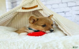 Welsh Corgi Pembroke dogs for sale: Garrett - Image 3