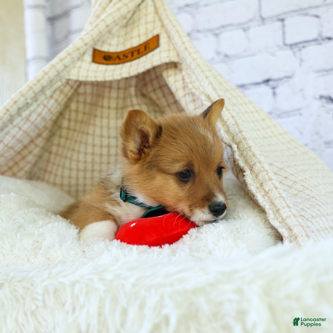 Welsh Corgi Pembroke dogs for sale: Garrett - Image 3