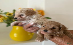 Maltipoo dogs for sale: Tracy - Image 5