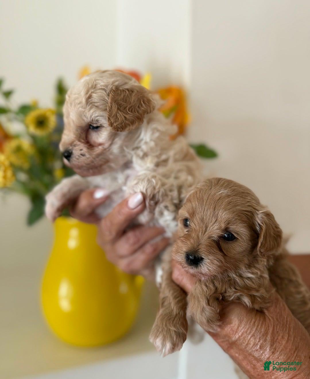 Maltipoo dogs for sale: Tracy - Image 5