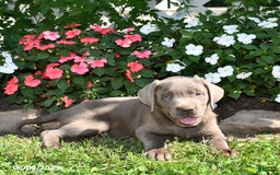 Labrador Retriever dogs for sale: Milo - Image 5