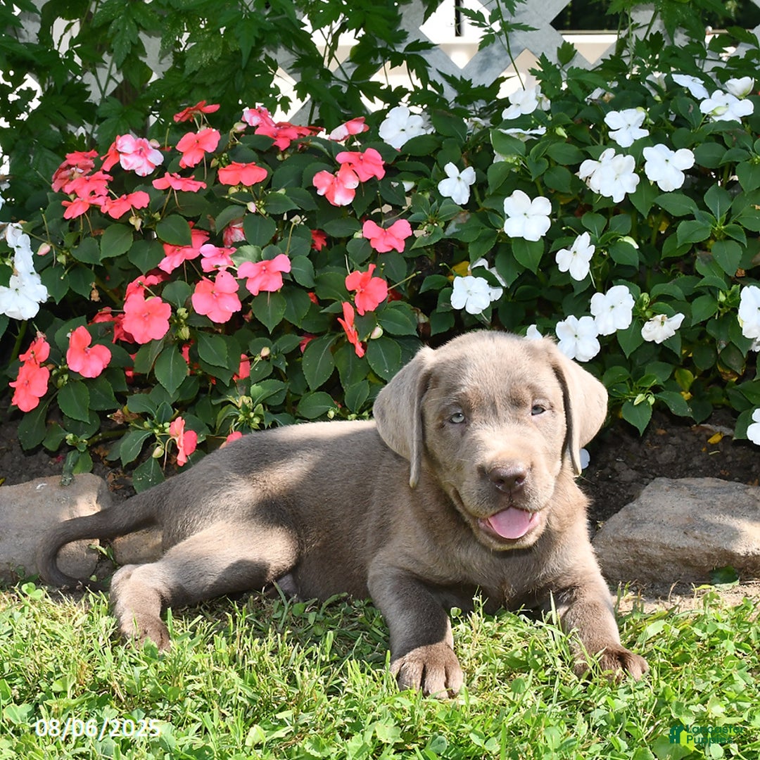 Labrador Retriever dogs for sale: Milo - Image 5