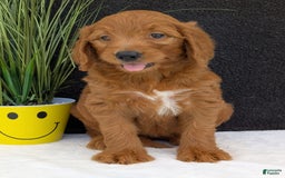 Goldendoodle dogs for sale: Emmie - Image 8