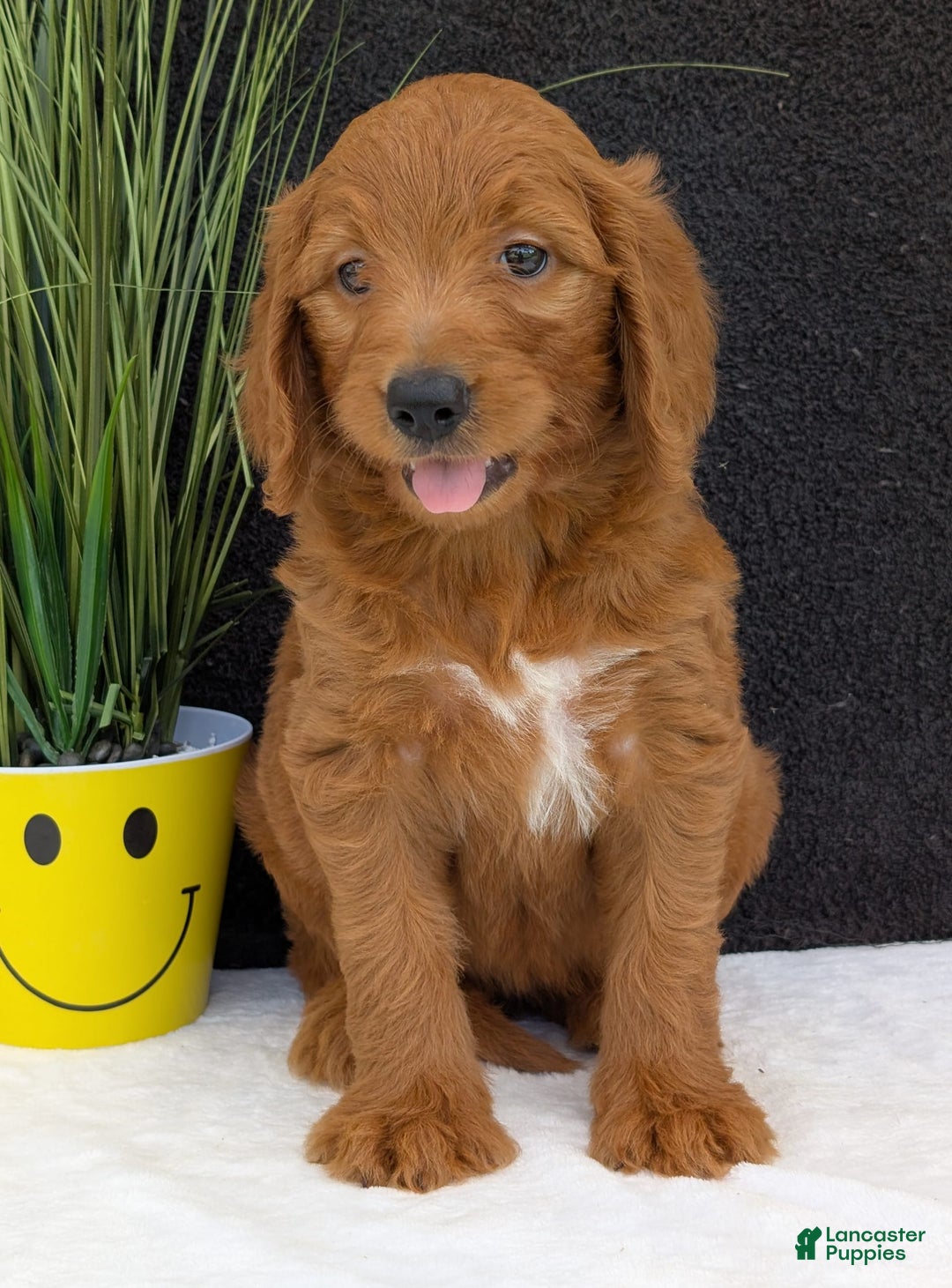 Goldendoodle dogs for sale: Emmie - Image 8