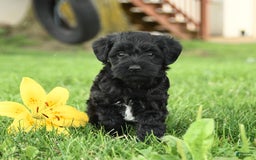 Yorkiepoo dogs for sale: Oake - Image 3