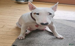 Bull Terrier dogs for sale: Fatso - Image 8