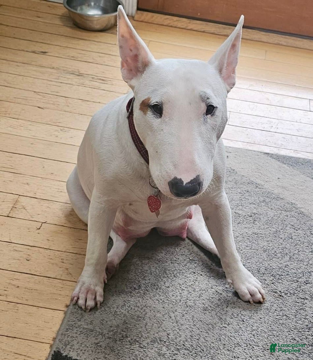 Bull Terrier dogs for sale: Fatso - Image 8