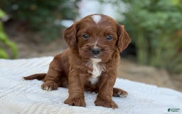 Cavapoo dogs for sale: Lincoln - Image 5