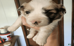 Welsh Corgi Pembroke dogs for sale: Boy 2 - Image 2