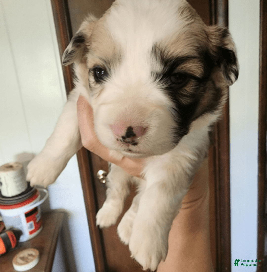 Welsh Corgi Pembroke dogs for sale: Boy 2 - Image 2