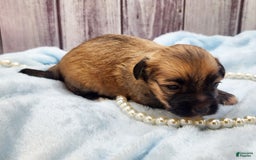 Chinese Crested dogs for sale: Benjamin Button - Image 7