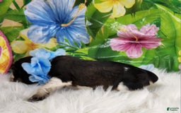 English Springer Spaniel dogs for sale: Pepper - Image 4