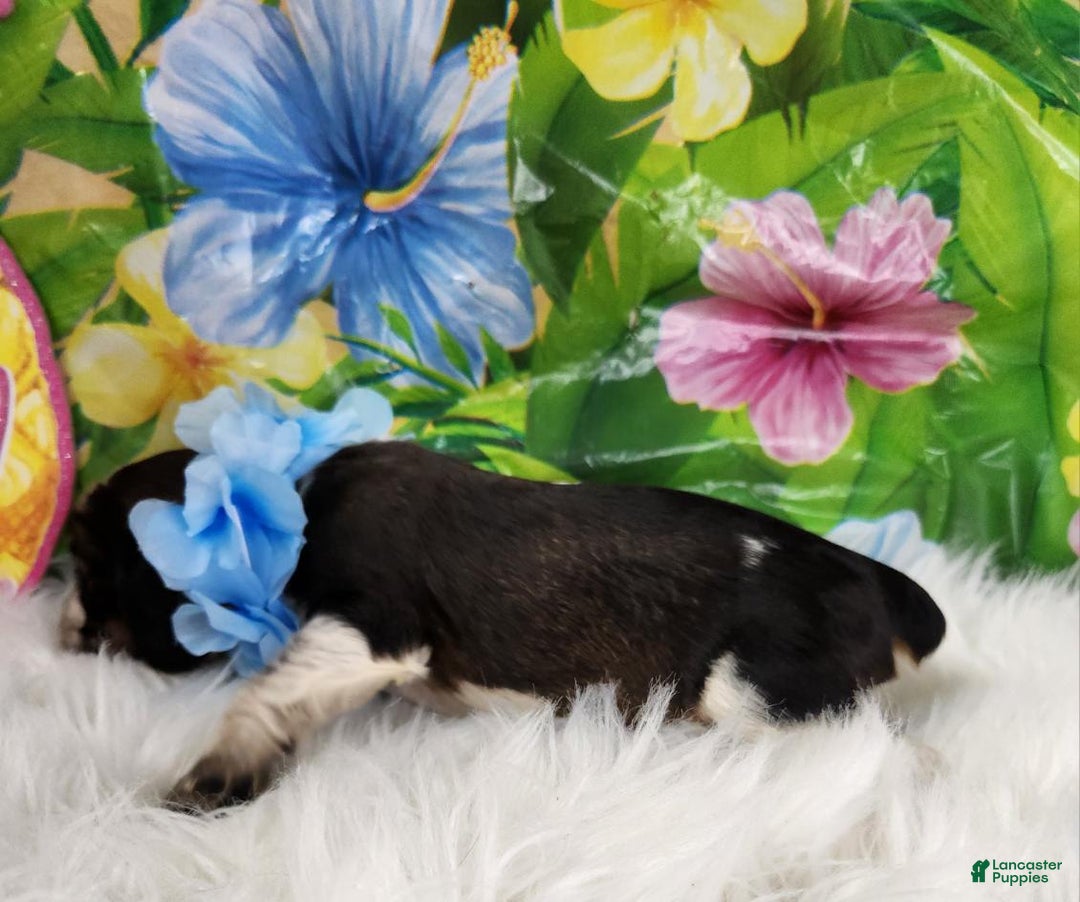 English Springer Spaniel dogs for sale: Pepper - Image 4