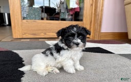 Havanese dogs for sale: Jared - Image 7