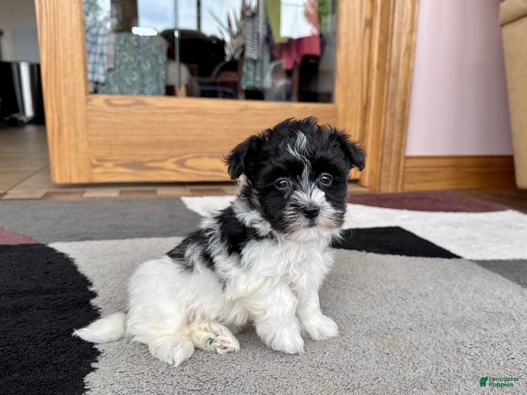 Havanese dogs for sale: Jared - Image 7