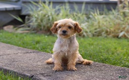 Morkie dogs for sale: George - Image 8
