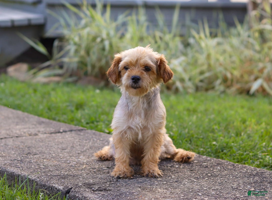 Morkie dogs for sale: George - Image 8
