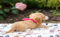 Miniature Dachshund dogs for sale: Skippy - Image 5