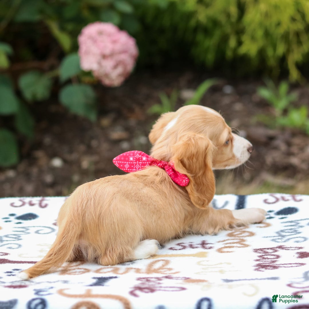 Miniature Dachshund dogs for sale: Skippy - Image 5