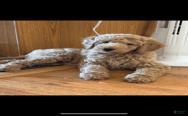 Standard Poodle dogs for sale - Ad 2