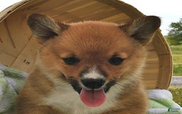 Welsh Corgi Pembroke dogs for sale: Tj - Image 4