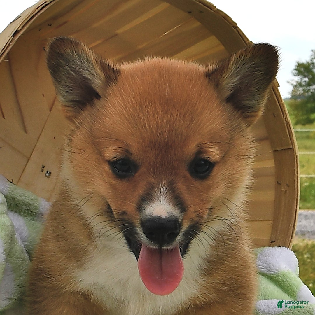 Welsh Corgi Pembroke dogs for sale: Tj - Image 4