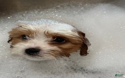 Cavachon dogs for sale: Ollie - Image 1