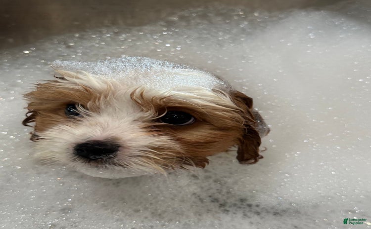 Cavachon dogs for sale - Ad 2
