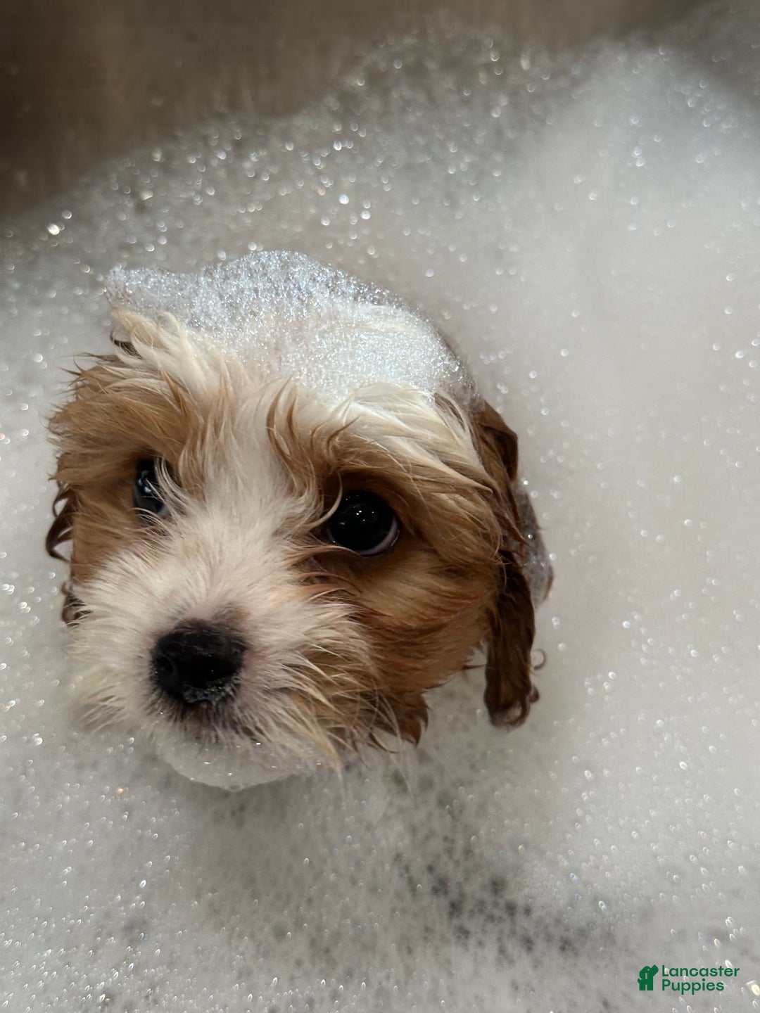 Cavachon dogs for sale: Ollie - Image 1