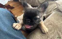 French Bulldog dogs for sale: Brooklyn - Image 1