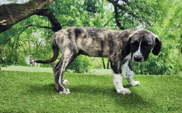 Anatolian Shepherd dogs for sale: AKC Dusty 2025 Male 6 - Image 4