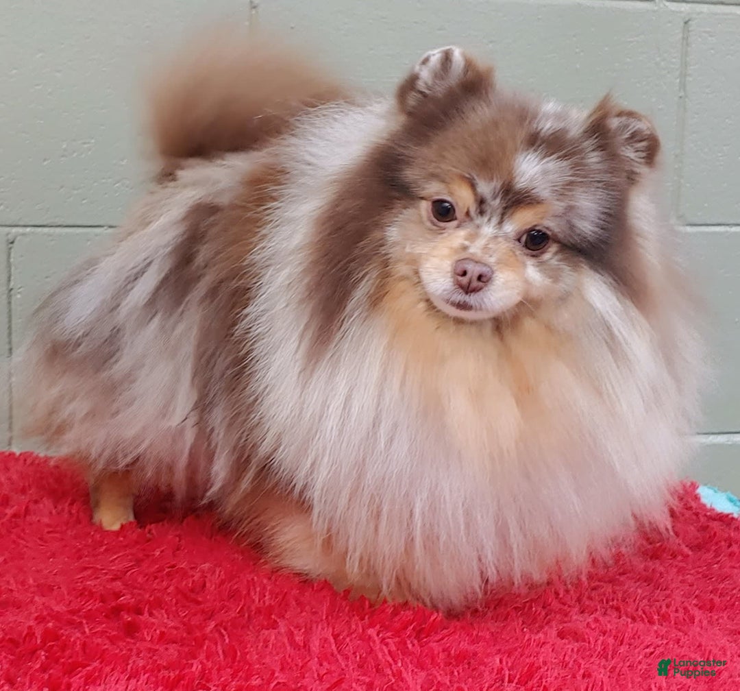 Pomeranian dogs for sale: Santiago - Image 15