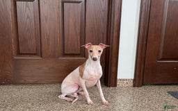 Italian Greyhound dogs for sale: Robbie - Image 9