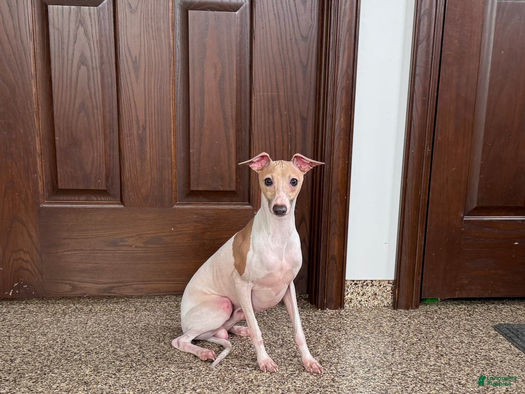 Italian Greyhound dogs for sale: Robbie - Image 9