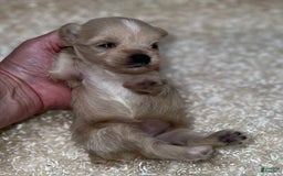 Miniature Schnauzer dogs for sale: Scarlette - Image 3