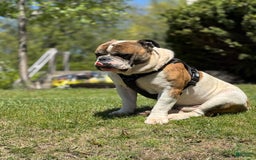 American Bulldog dogs for sale: Sonny - Image 6
