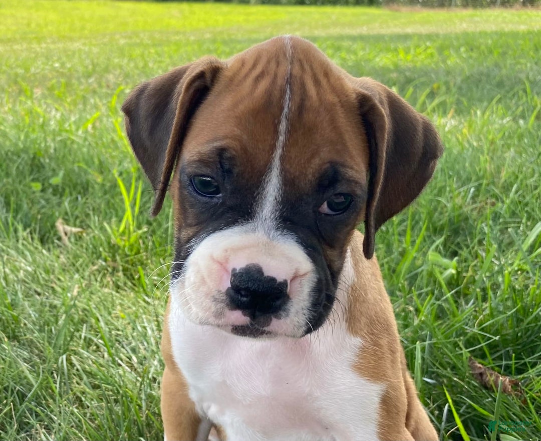 Boxer dogs for sale: Sage - Image 1