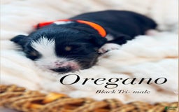 Australian Shepherd dogs for sale: Oregano - Image 1